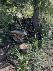 Gladiolus serpenticola