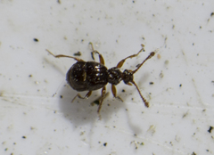 Brachygluta fossulata