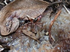 Leptomyrmex tibialis