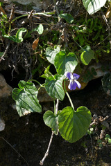 Viola suavis