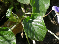 Viola suavis