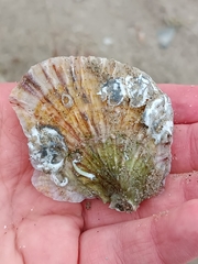 Ostrea edulis