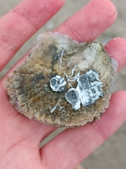 Ostrea edulis