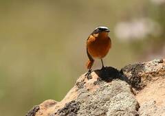 Phoenicurus moussieri