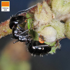 Camponotus foreli