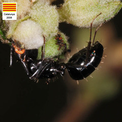 Camponotus foreli