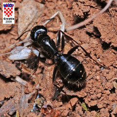 Camponotus aethiops