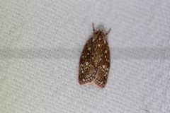 Euchaetis metallota