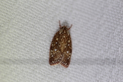 Euchaetis metallota
