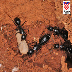 Camponotus aethiops