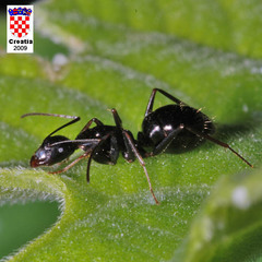 Camponotus aethiops