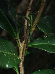 Candovia strumosa