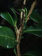Candovia strumosa