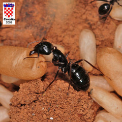 Camponotus aethiops