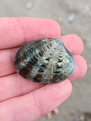 Ruditapes decussatus