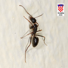 Camponotus aethiops