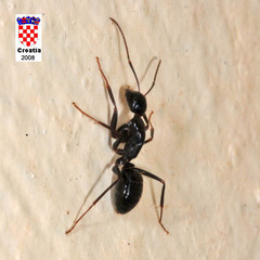 Camponotus aethiops