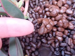 Raphicerus melanotis