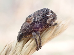 Oxyops fasciatus