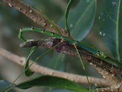 Candovia strumosa