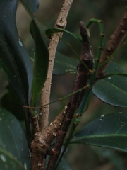 Candovia strumosa