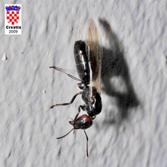 Camponotus lateralis