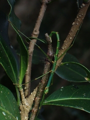 Candovia strumosa