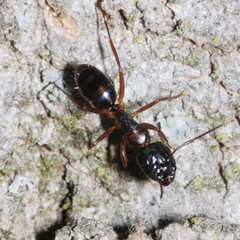 Camponotus fallax