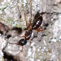Camponotus fallax