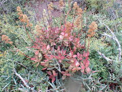 Crassula cultrata