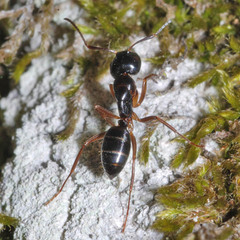 Camponotus fallax