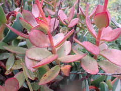 Crassula cultrata