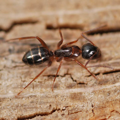 Camponotus fallax