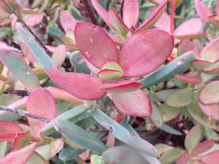 Crassula cultrata