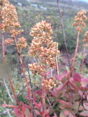 Crassula cultrata
