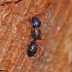 Camponotus fallax