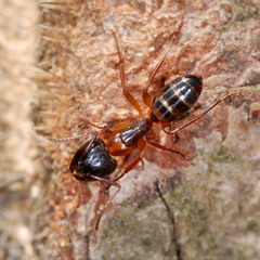 Camponotus fallax