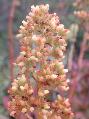 Crassula cultrata