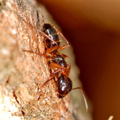 Camponotus fallax