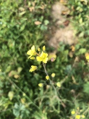 Linaria spartea