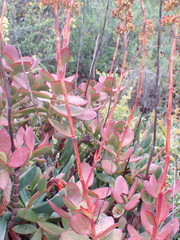 Crassula cultrata