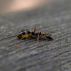 Camponotus fallax