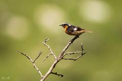 Phoenicurus moussieri