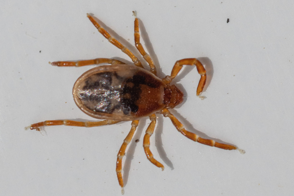 common marsupial tick