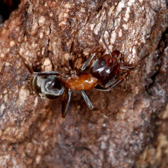 Liometopum microcephalum