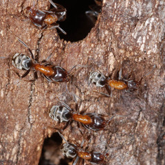 Liometopum microcephalum