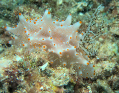 Halgerda batangas