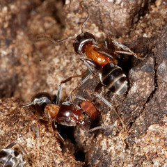 Liometopum microcephalum