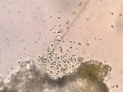 Brianaria bauschiana