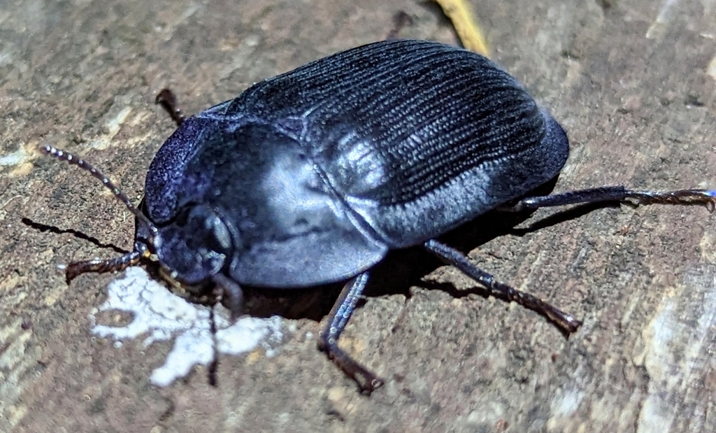 blue piedish beetles from Oakey QLD 4401, Australia on February 09